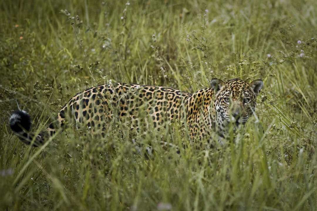 Baizinha Jaguar