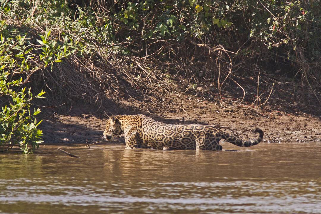 Baizinha Jaguar