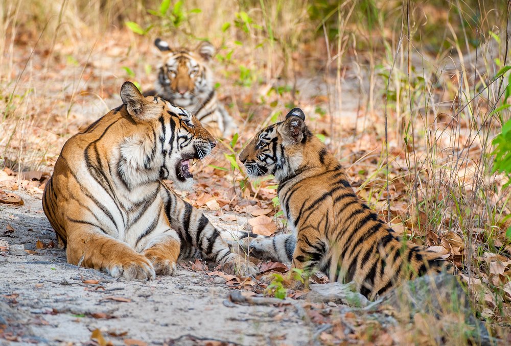 Tiger