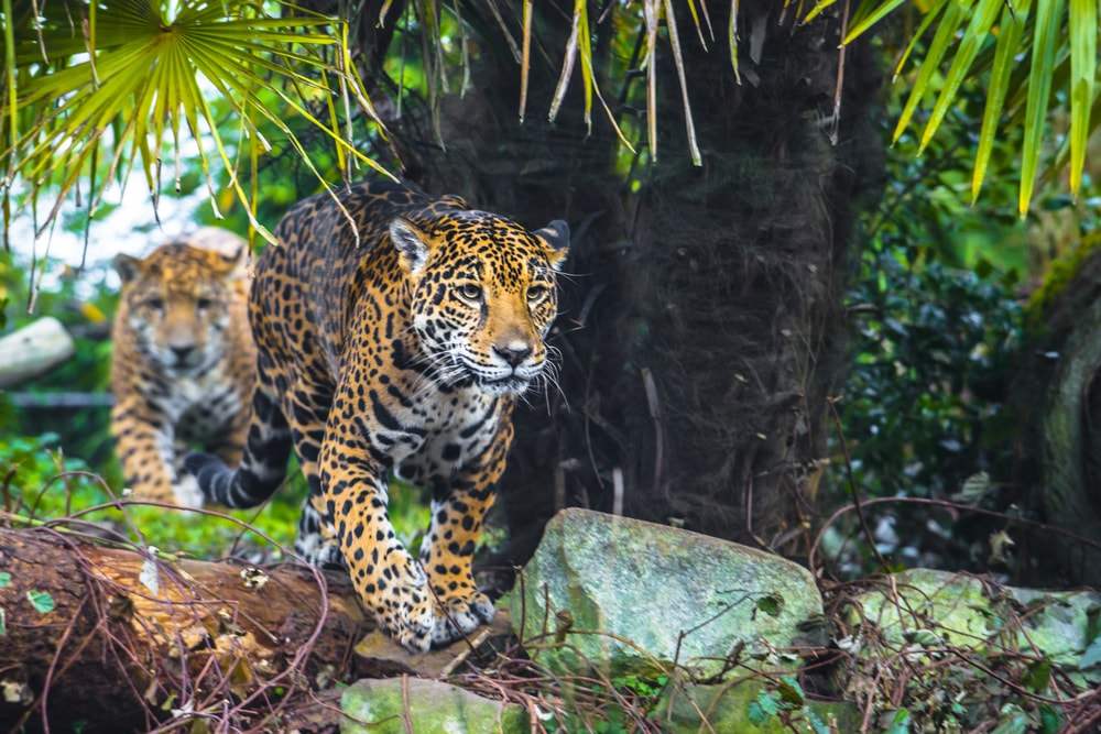Elusive Jaguars in Brazil