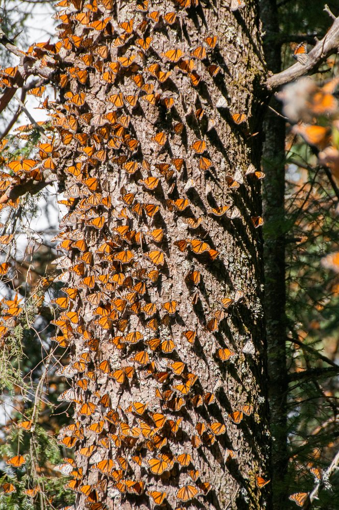 Butterflies