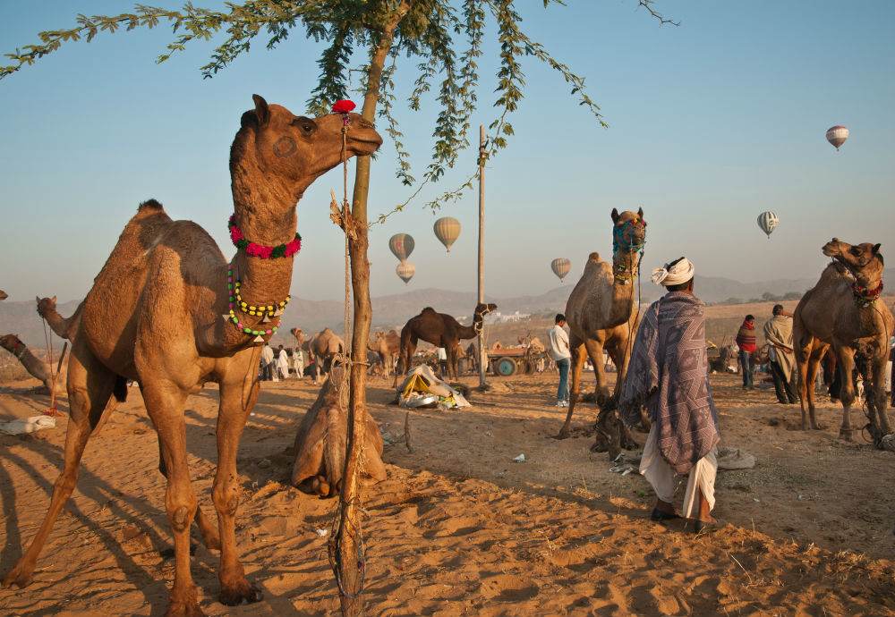 camel7Day