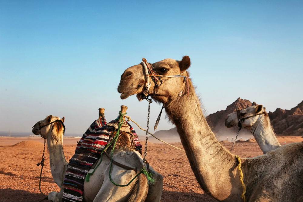 Camel Summary