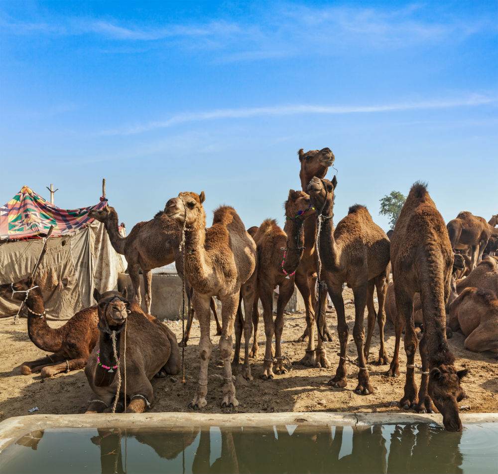 Camel Madness