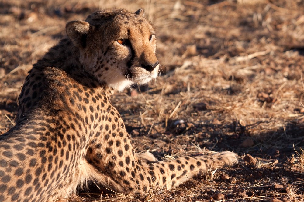Cheetah