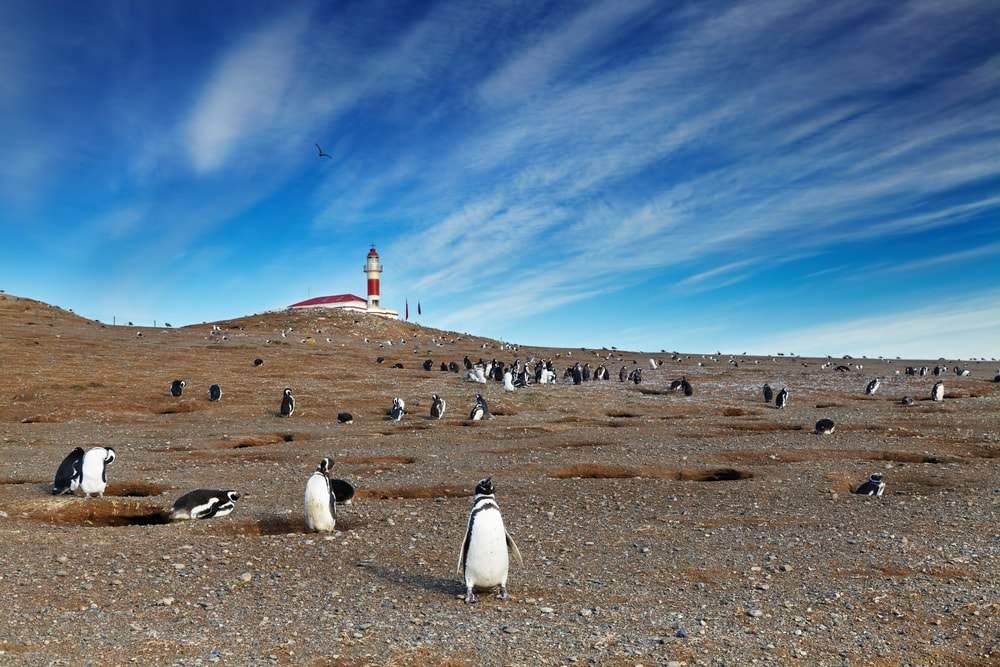Penguins in Chile