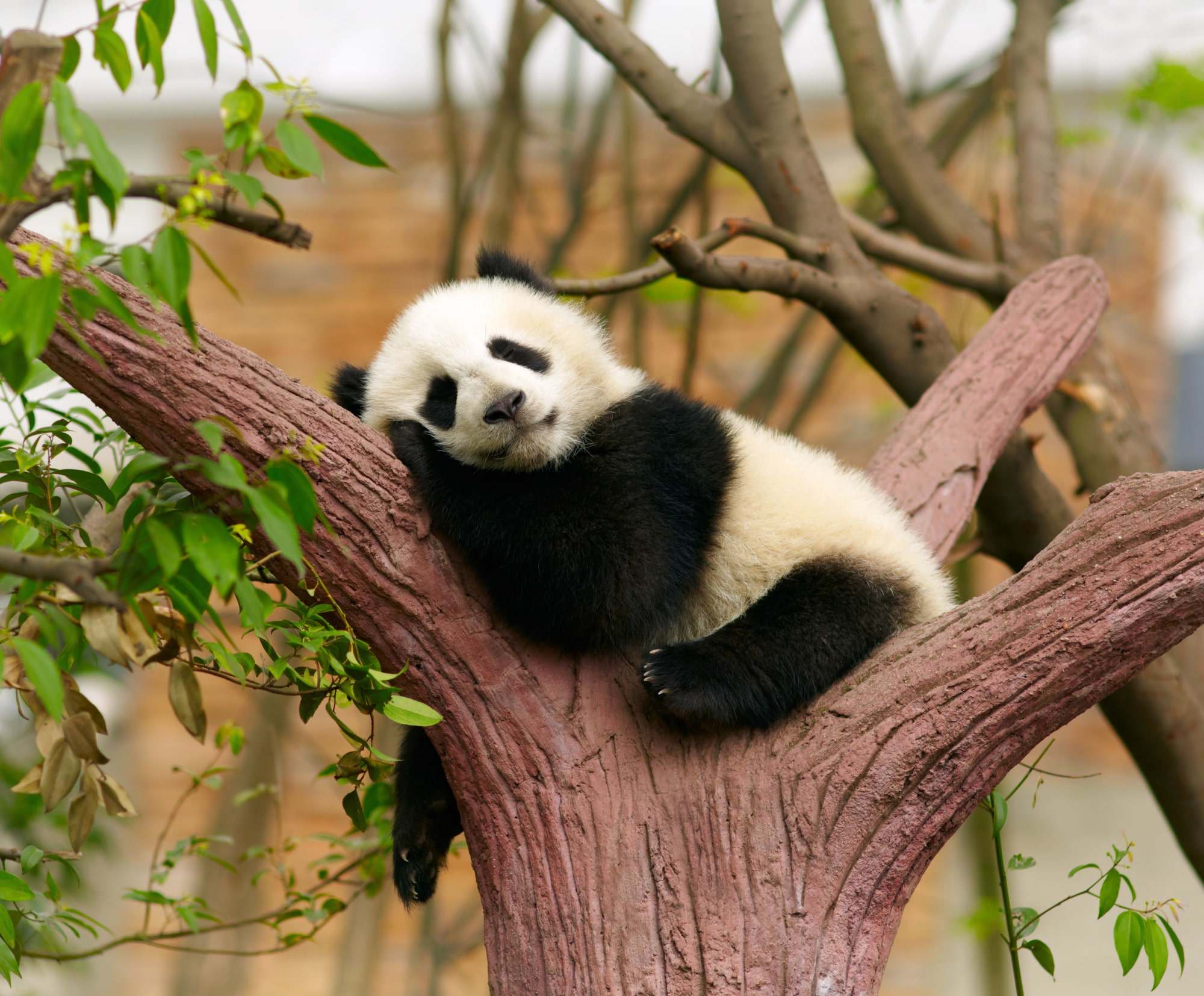 Baby Panda