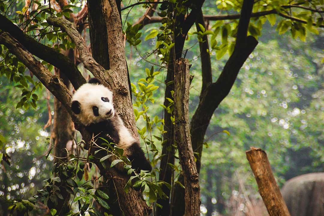 PandaInTree