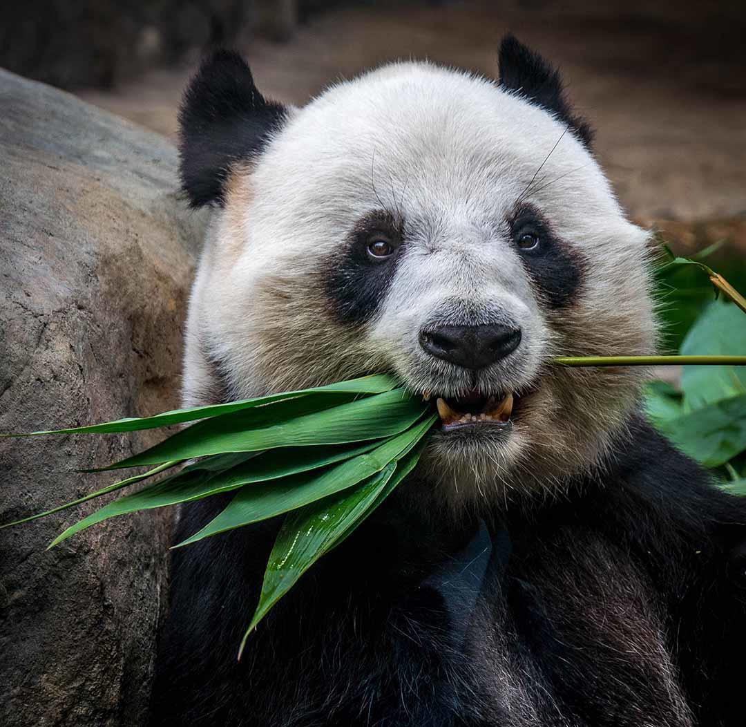 PandaEatingLeaf
