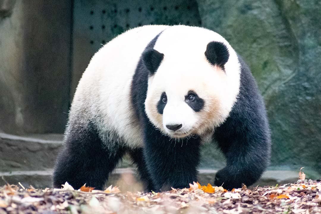 PandaWalking