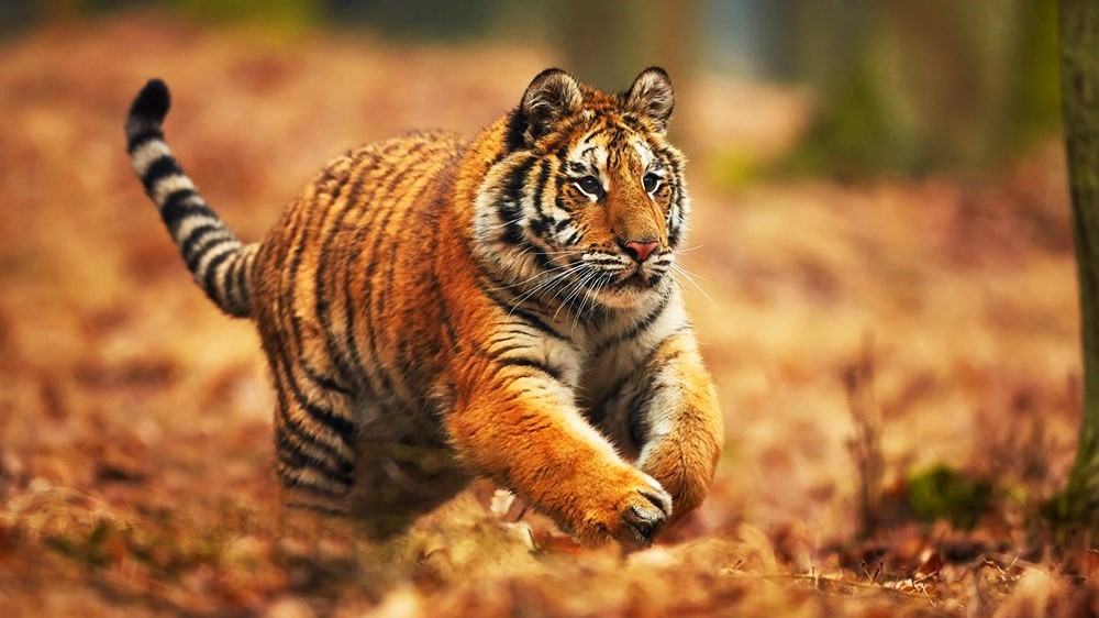 Tiger Overview