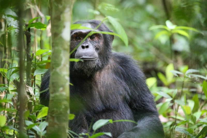 Crater Chimp