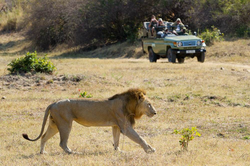 Safariii
