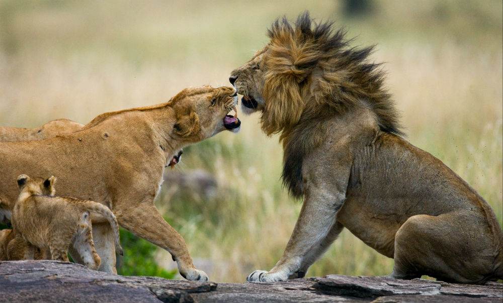 LionTiger