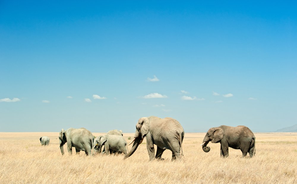 elephants