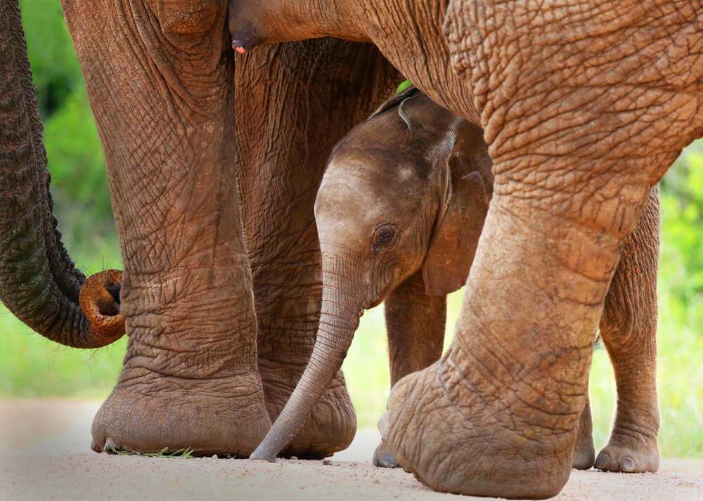 Elephants