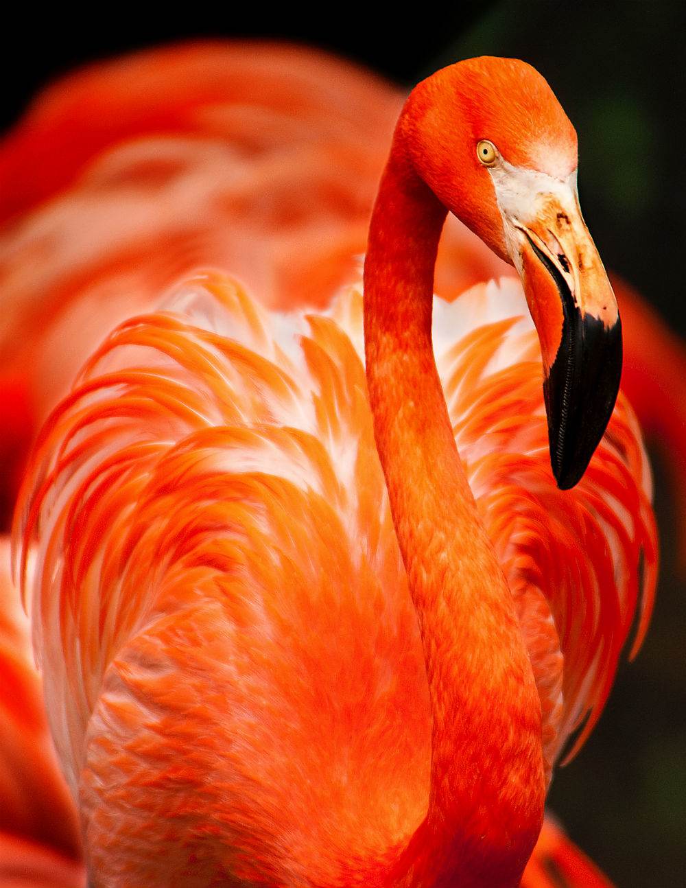 FlamingoRed