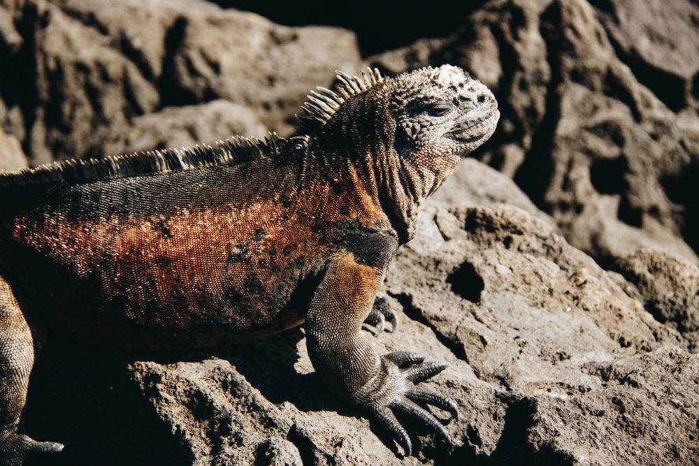 LavaIguana