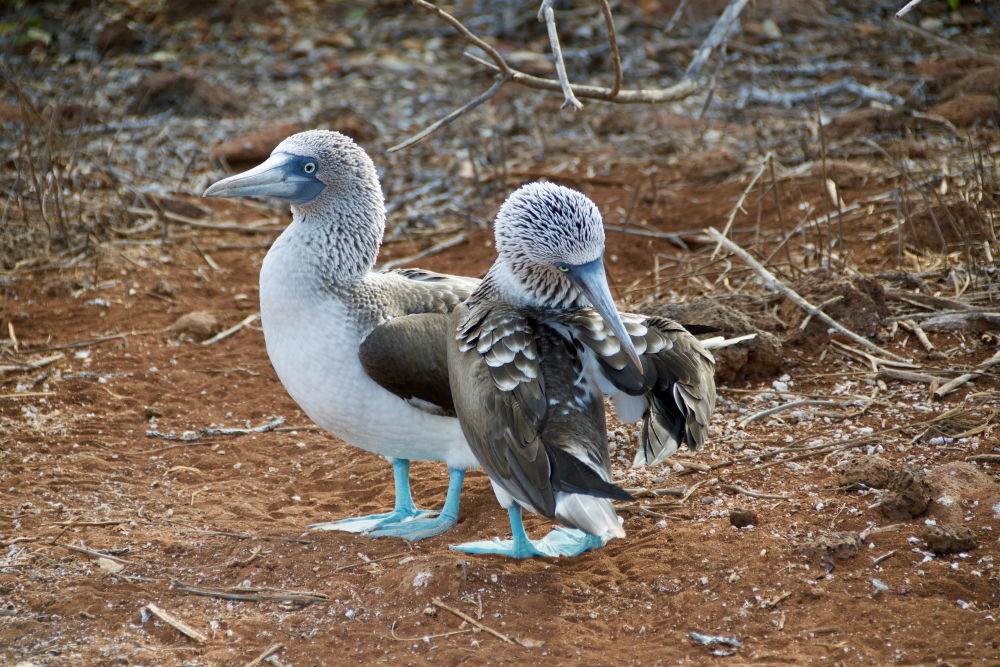 BlueBloobieBird