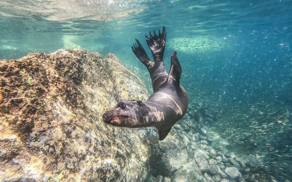 SeaLionSnorkelling