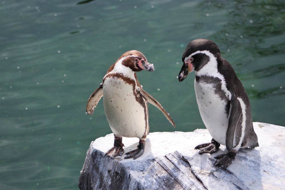 Penguins