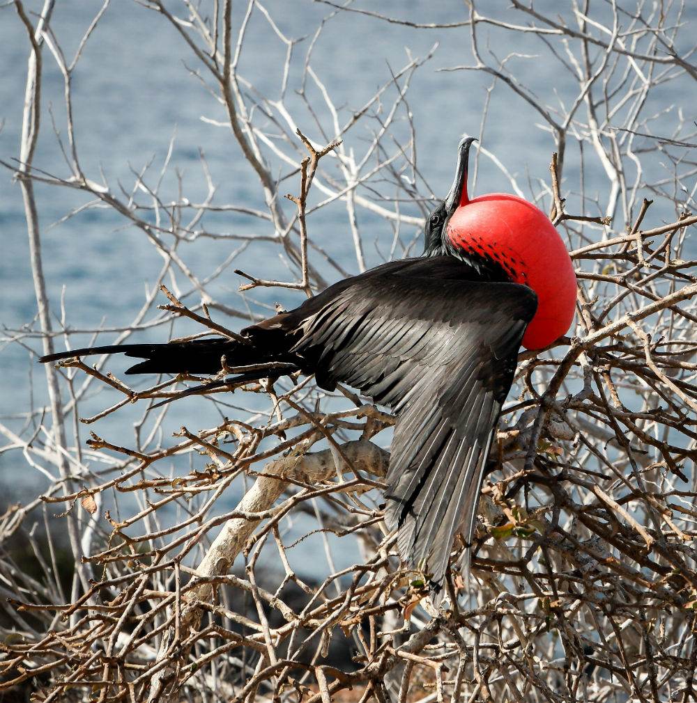 RedthroatBird