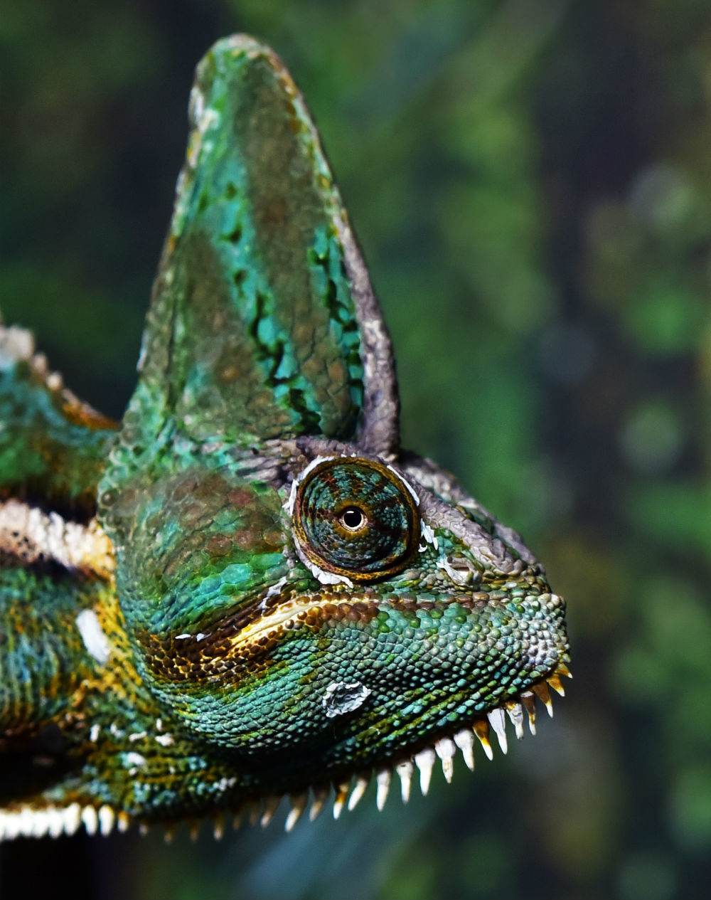 Iguana