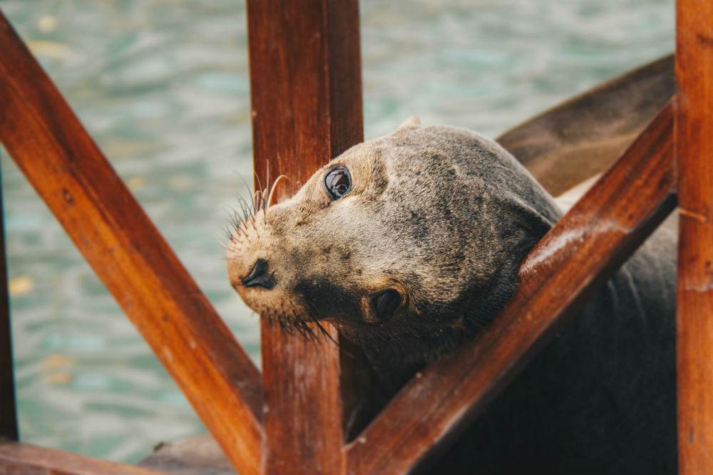 SeaLion
