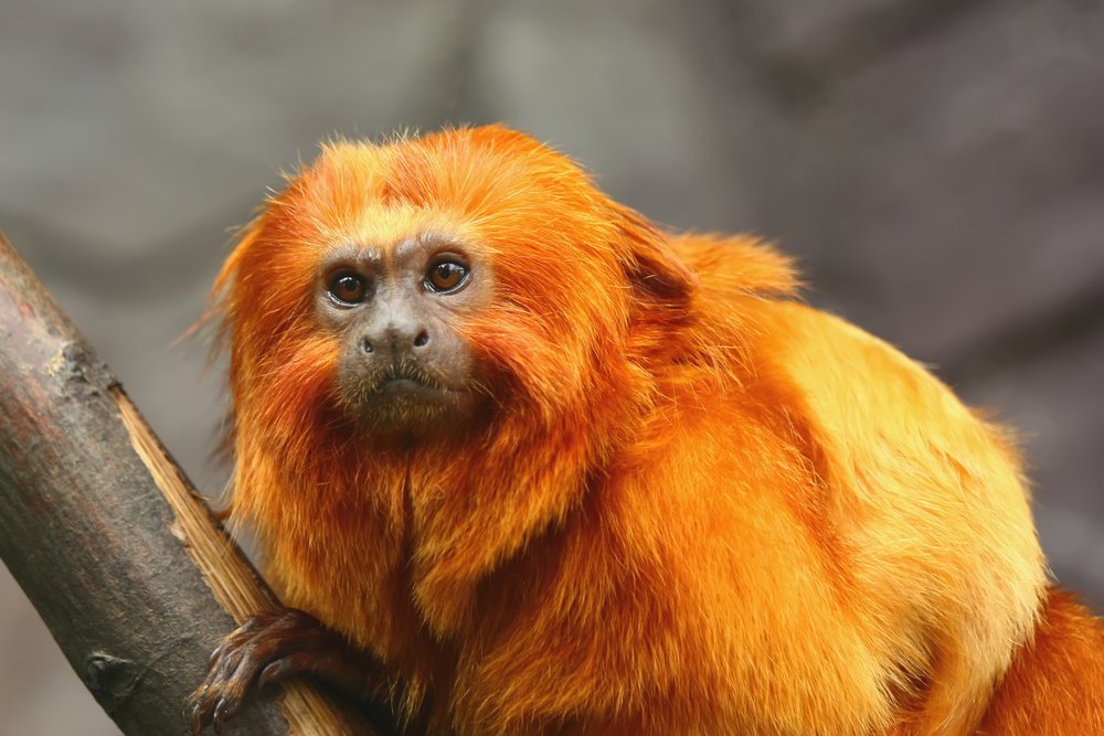 Golden Monkey
