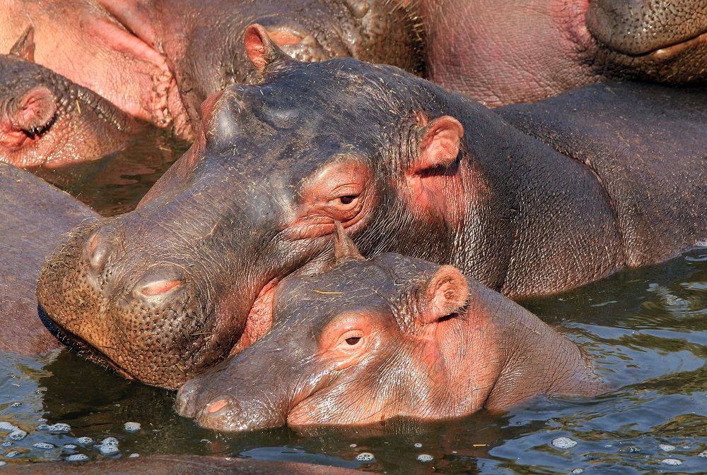 Hippos