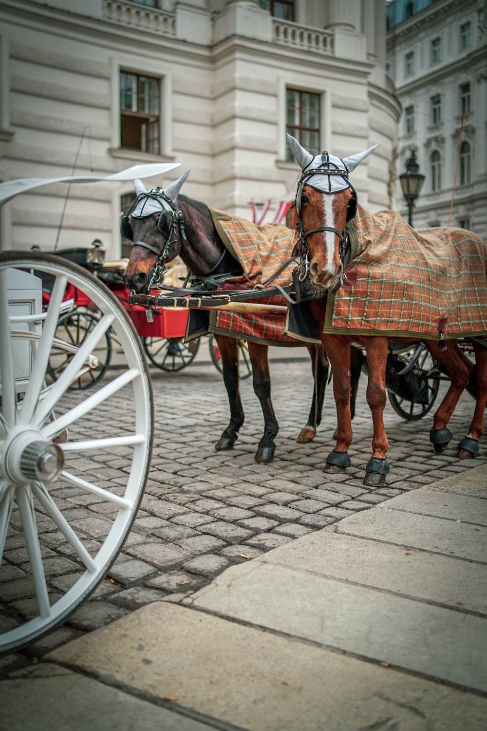 Horses