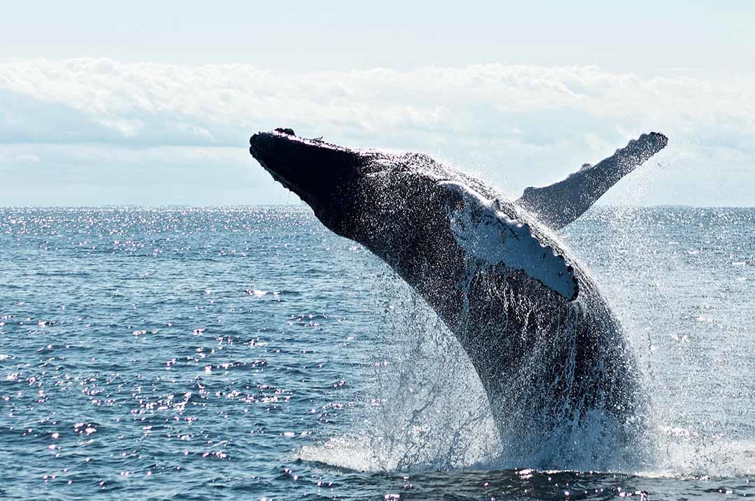 BlueWhaleJump
