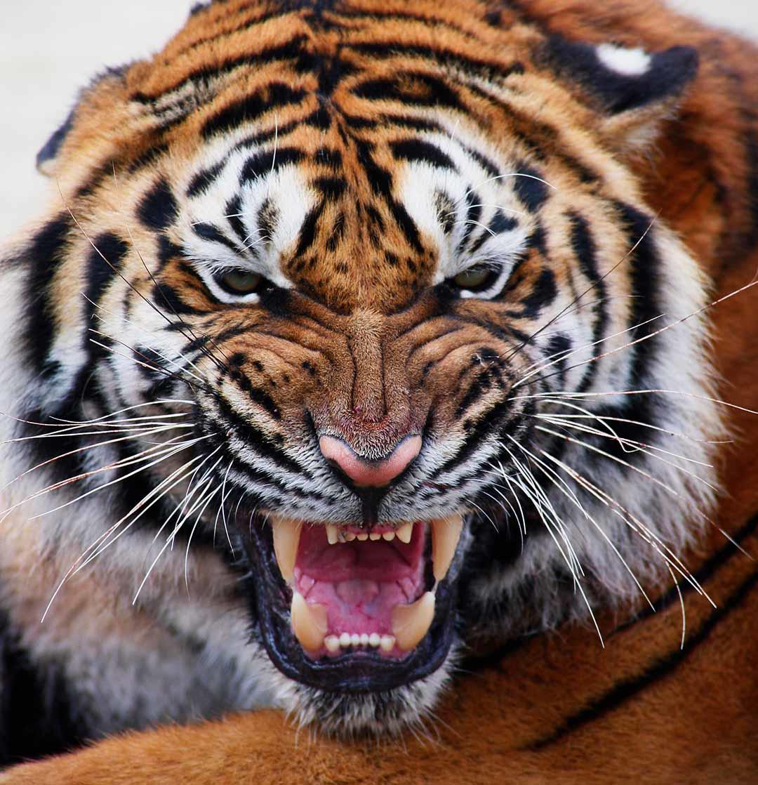 Tigerssss
