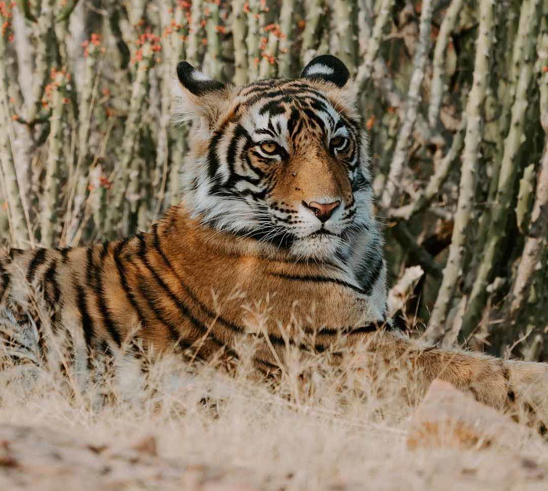 Tiger2
