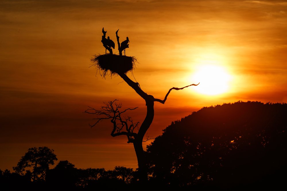 Jaibiru Nest