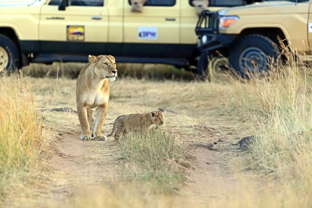 LionSafri