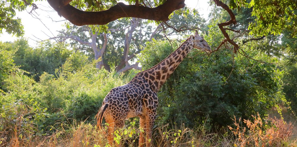 Luangwa1