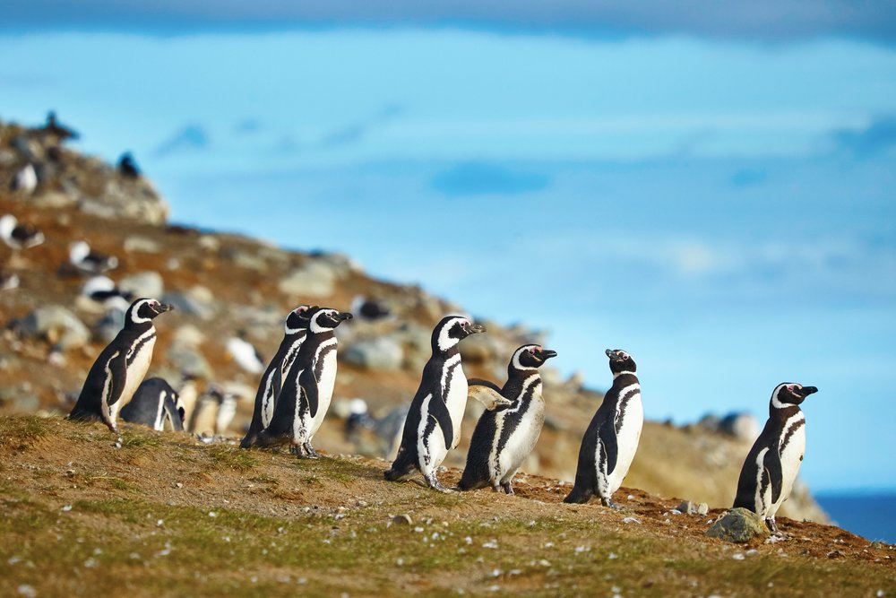 Magdalena Penguins