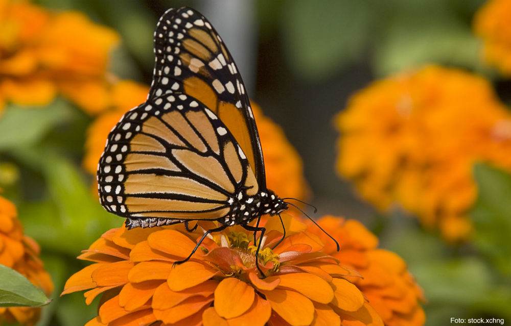 Buterfly
