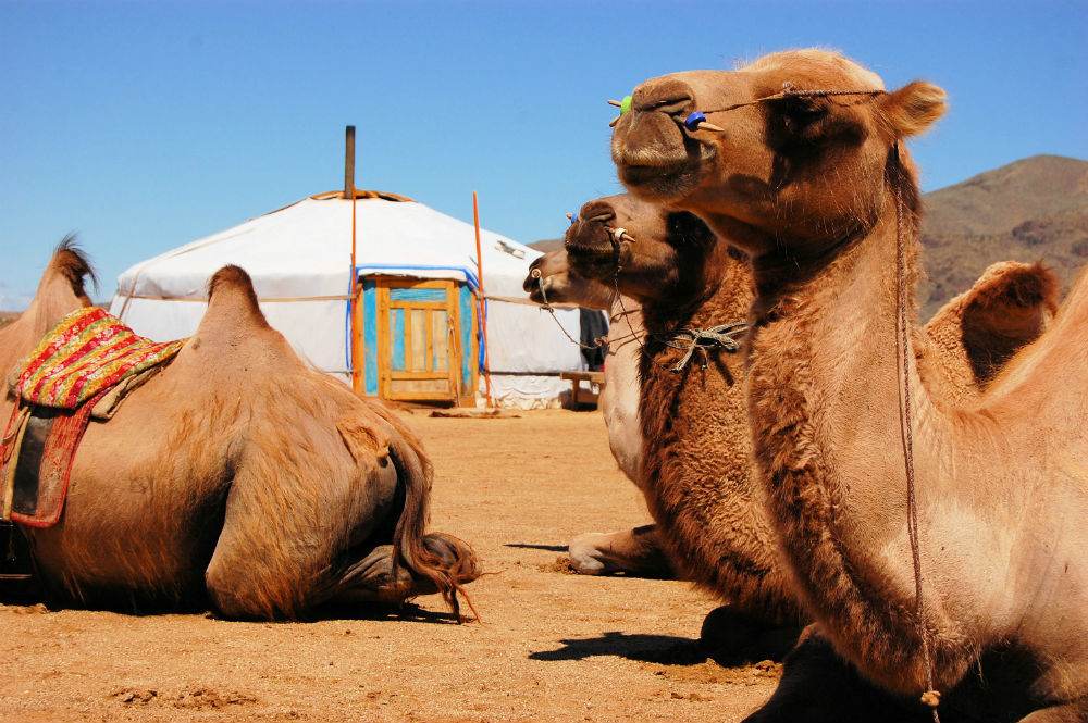 Camels