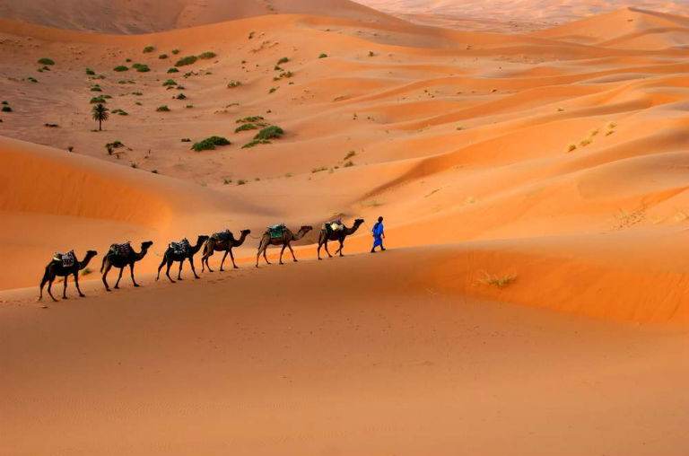 Camels trekking in Morocco