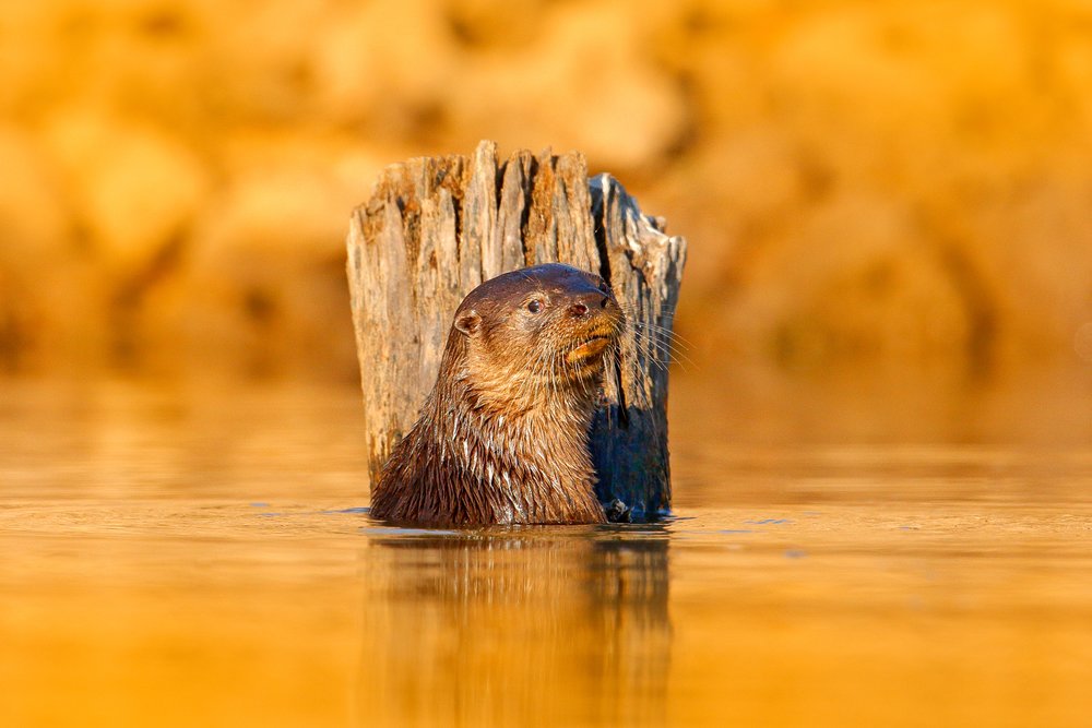 Giant Otter