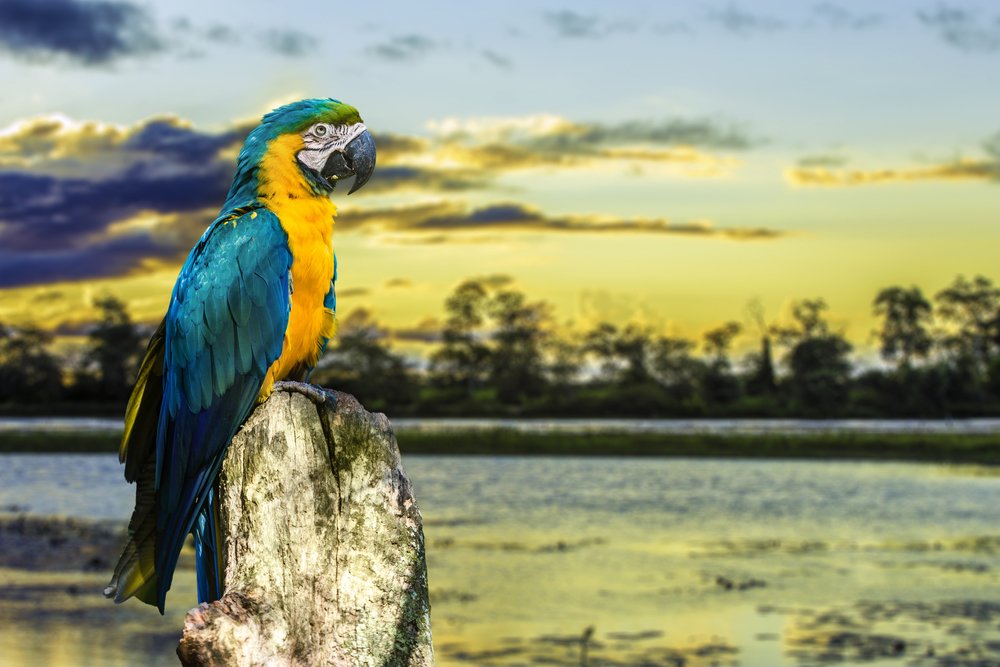 Pantanal Macaw