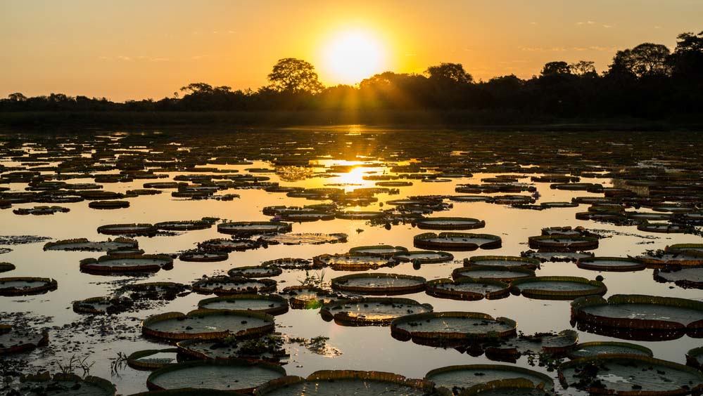 Pantanal Summary