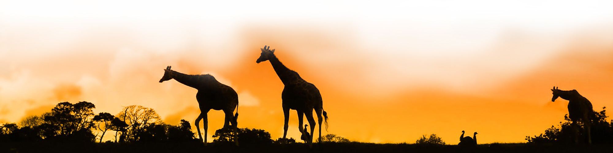 Safari at sunset in Africa