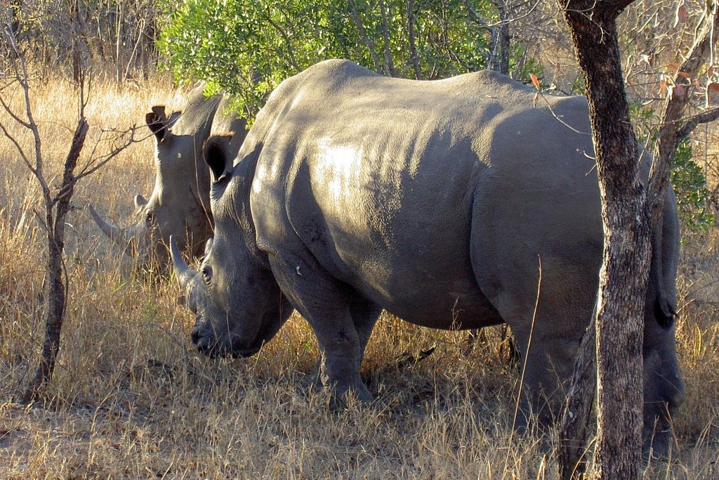 Rhinos