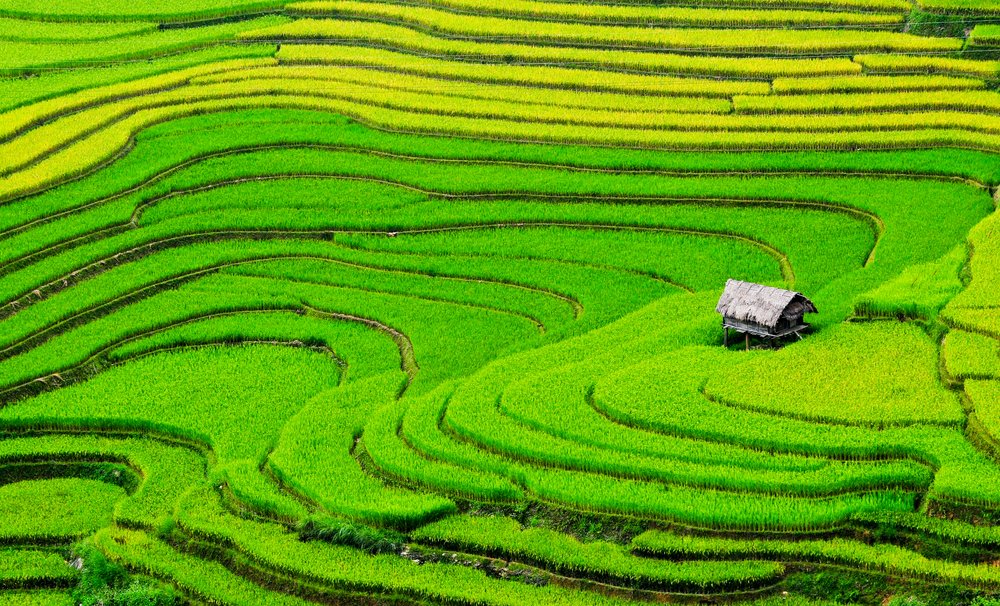 Rice Paddies