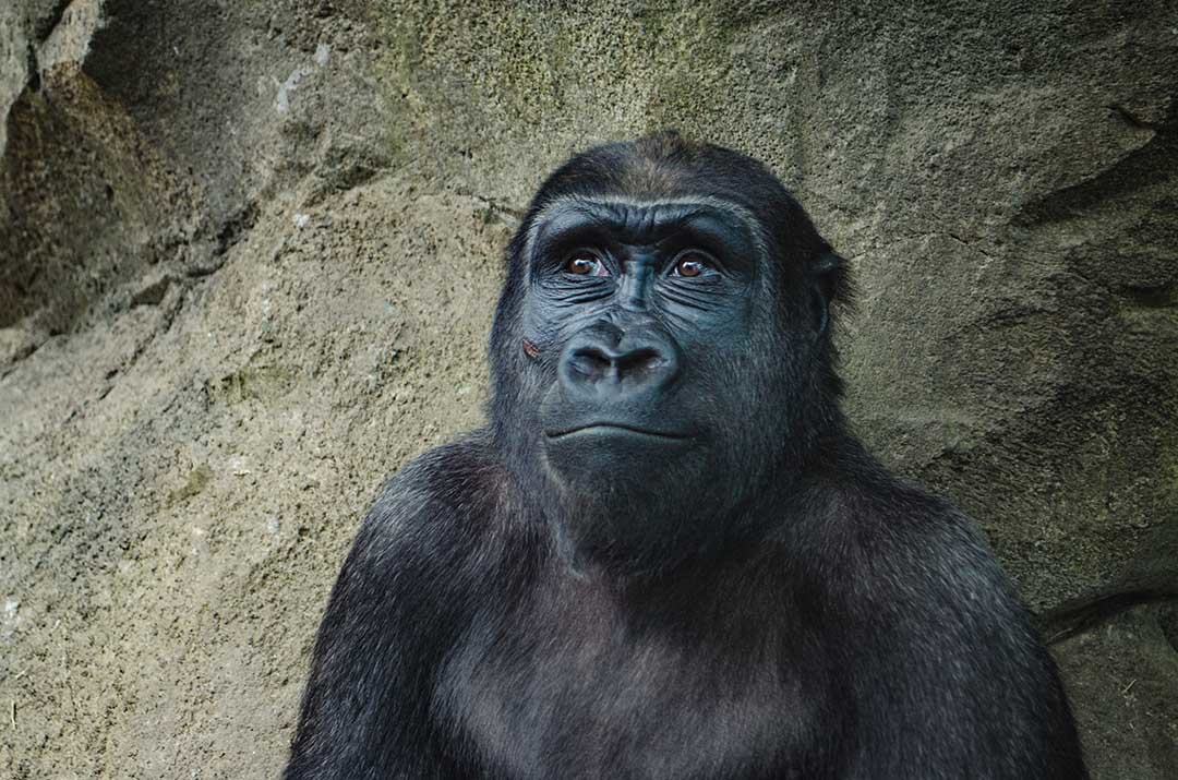 young gorilla