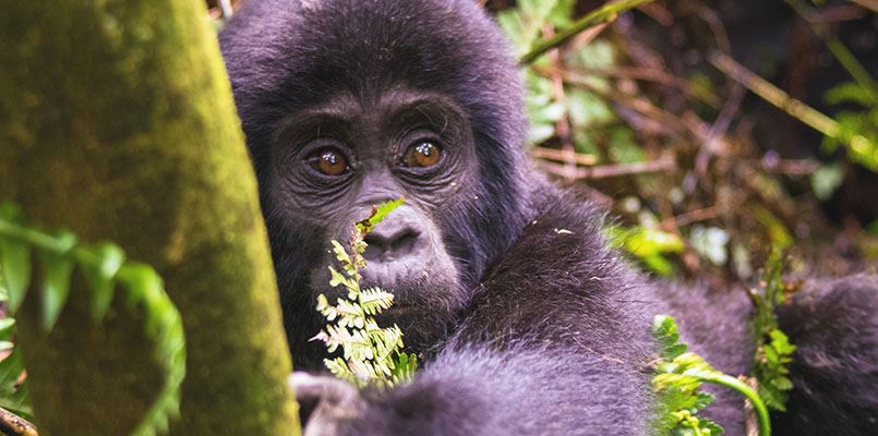 baby gorilla