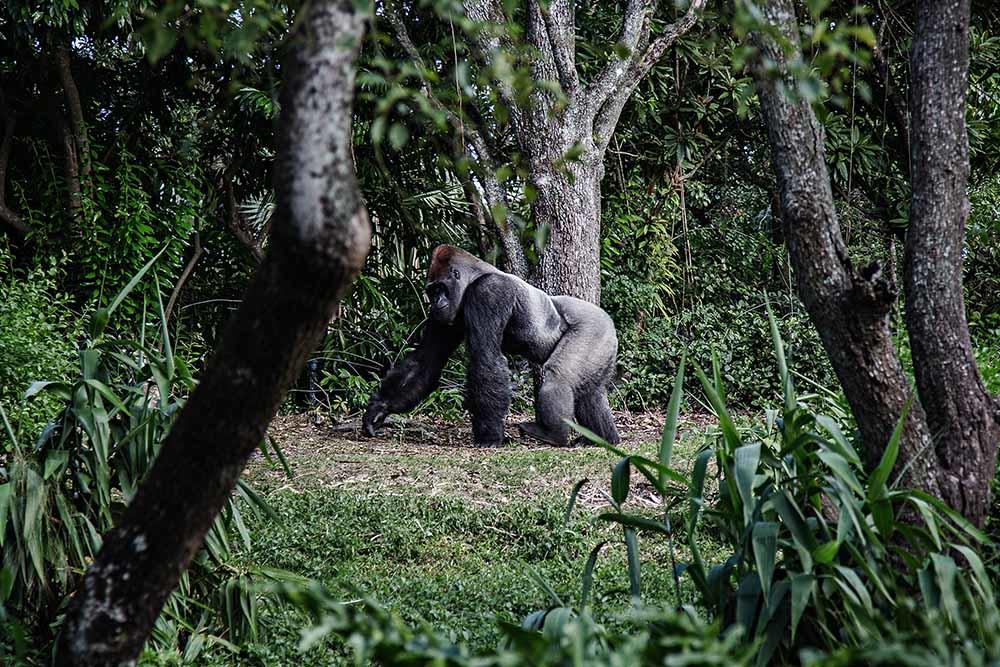 gorilla in jungle